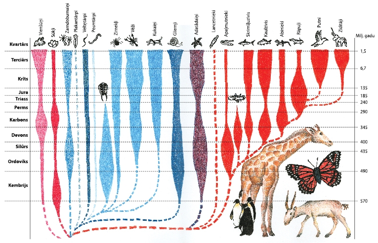 Dzīvnieku evolūcijas shēma (spied, lai palielinātu!)