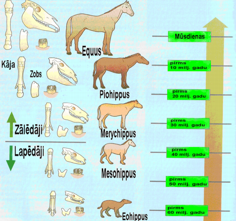 zirga filoģenēzes shēma