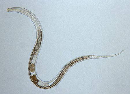 Nematode 