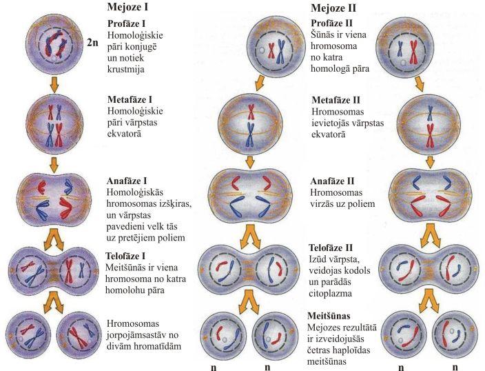 Сколько хромосом в телофазе мейоза 1. Митоз и мейоз плакат. Где происходит мейоз. Сравнение митоза и мейоза таблица. Профаза 2 мейоза что происходит.